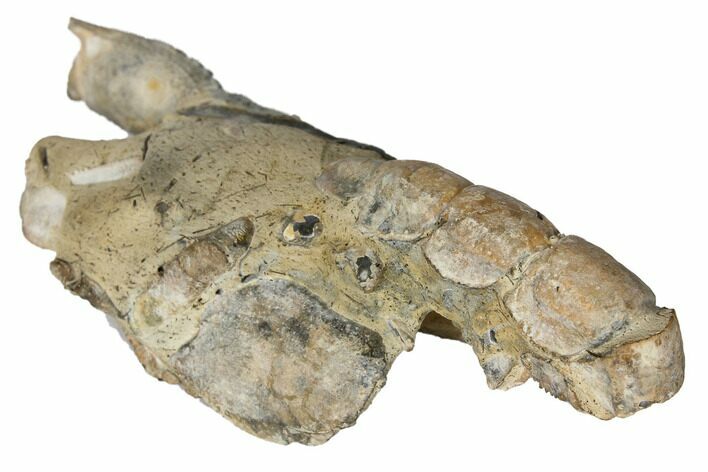 Fossil Mud Lobster (Thalassina) - Australia #109303